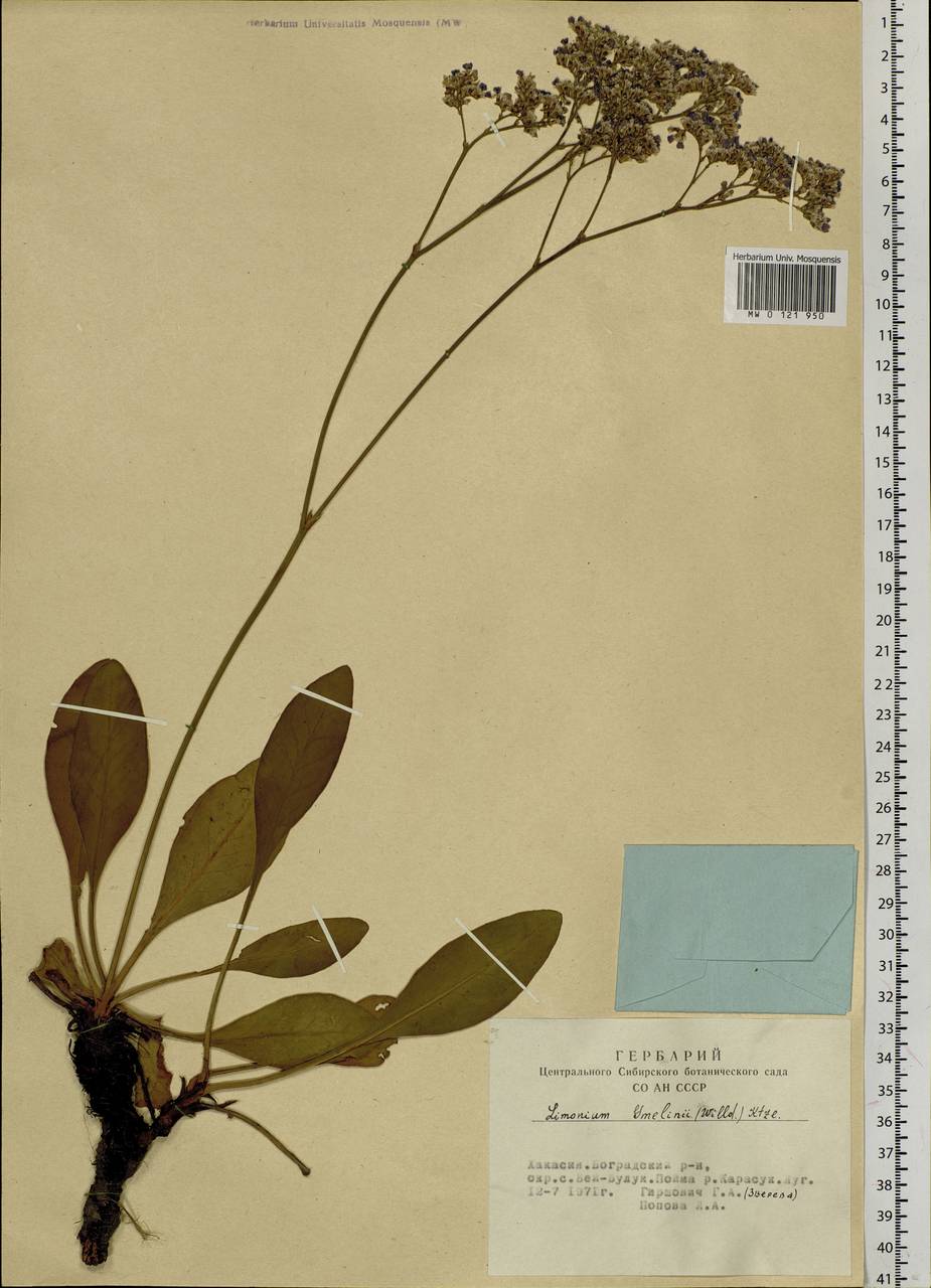 Limonium gmelini (Willd.) Kuntze, Сибирь, Алтай и Саяны (S2) (Россия)