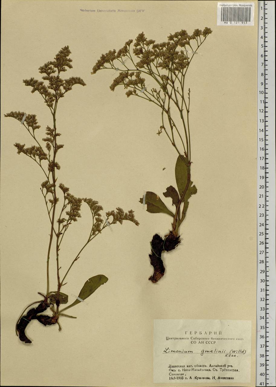 Limonium gmelini (Willd.) Kuntze, Сибирь, Алтай и Саяны (S2) (Россия)