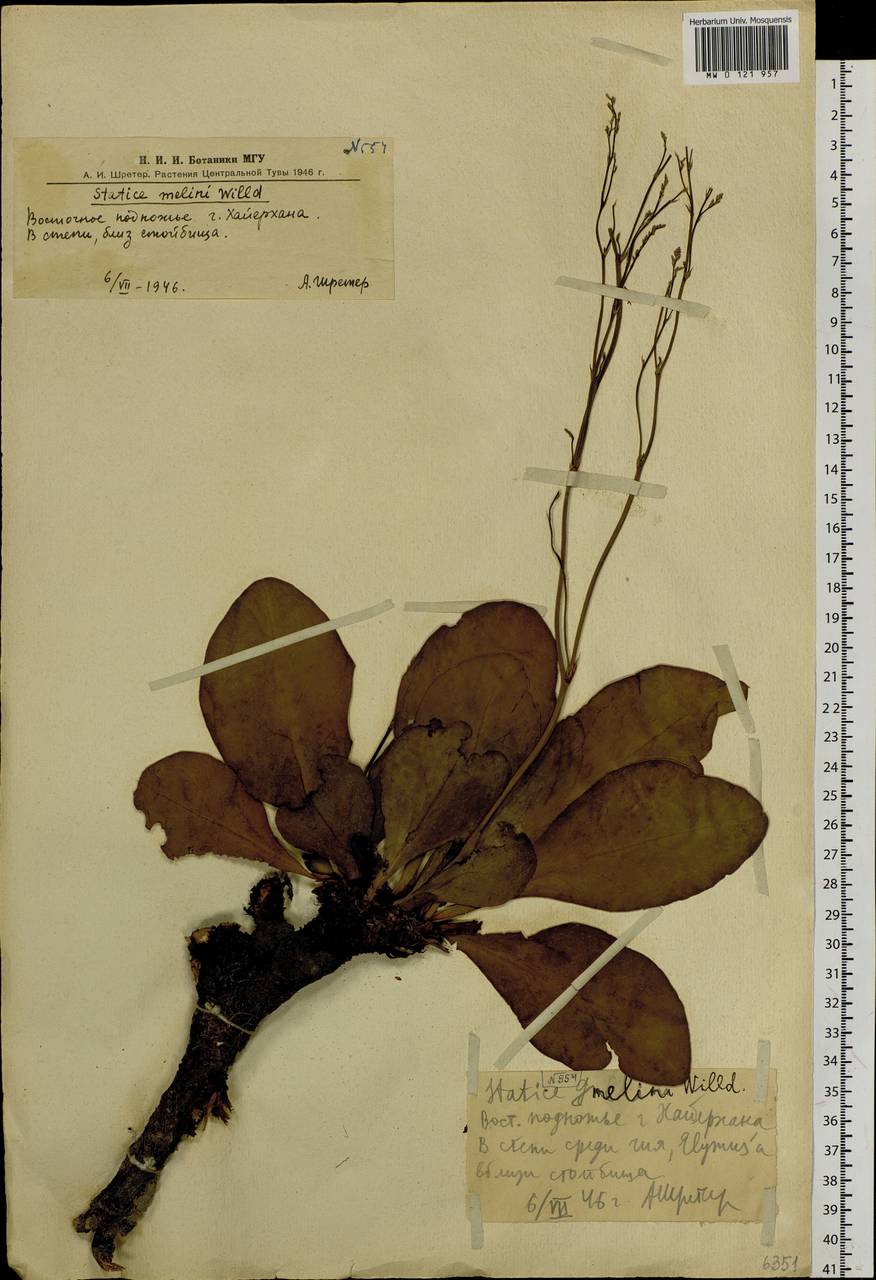 Limonium gmelini (Willd.) Kuntze, Сибирь, Алтай и Саяны (S2) (Россия)