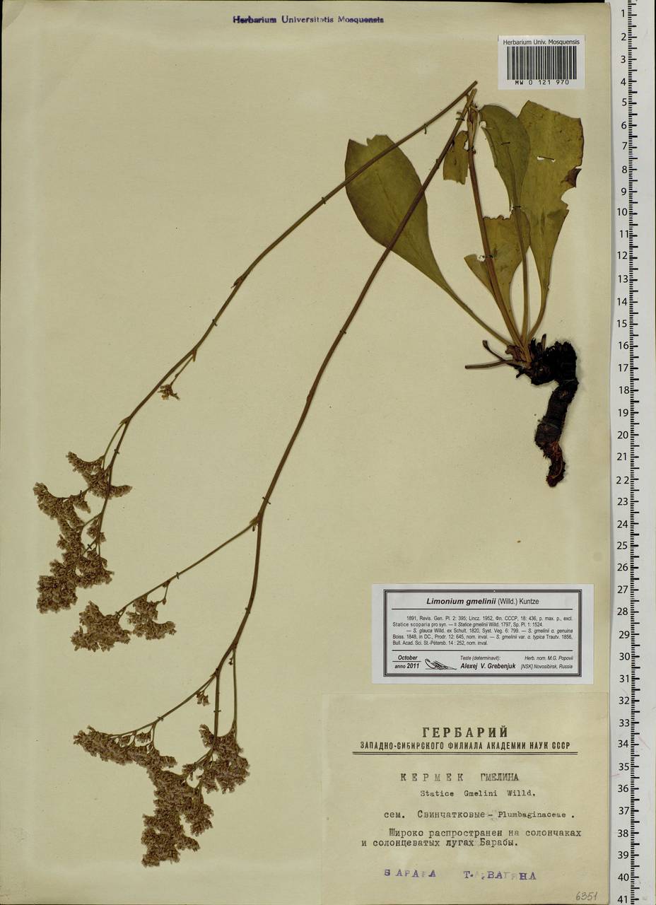 Limonium gmelini (Willd.) Kuntze, Сибирь, Западная Сибирь (S1) (Россия)