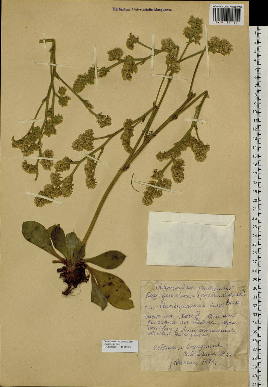 Гониолимон красивый (L.) Boiss., Сибирь, Якутия (S5) (Россия)