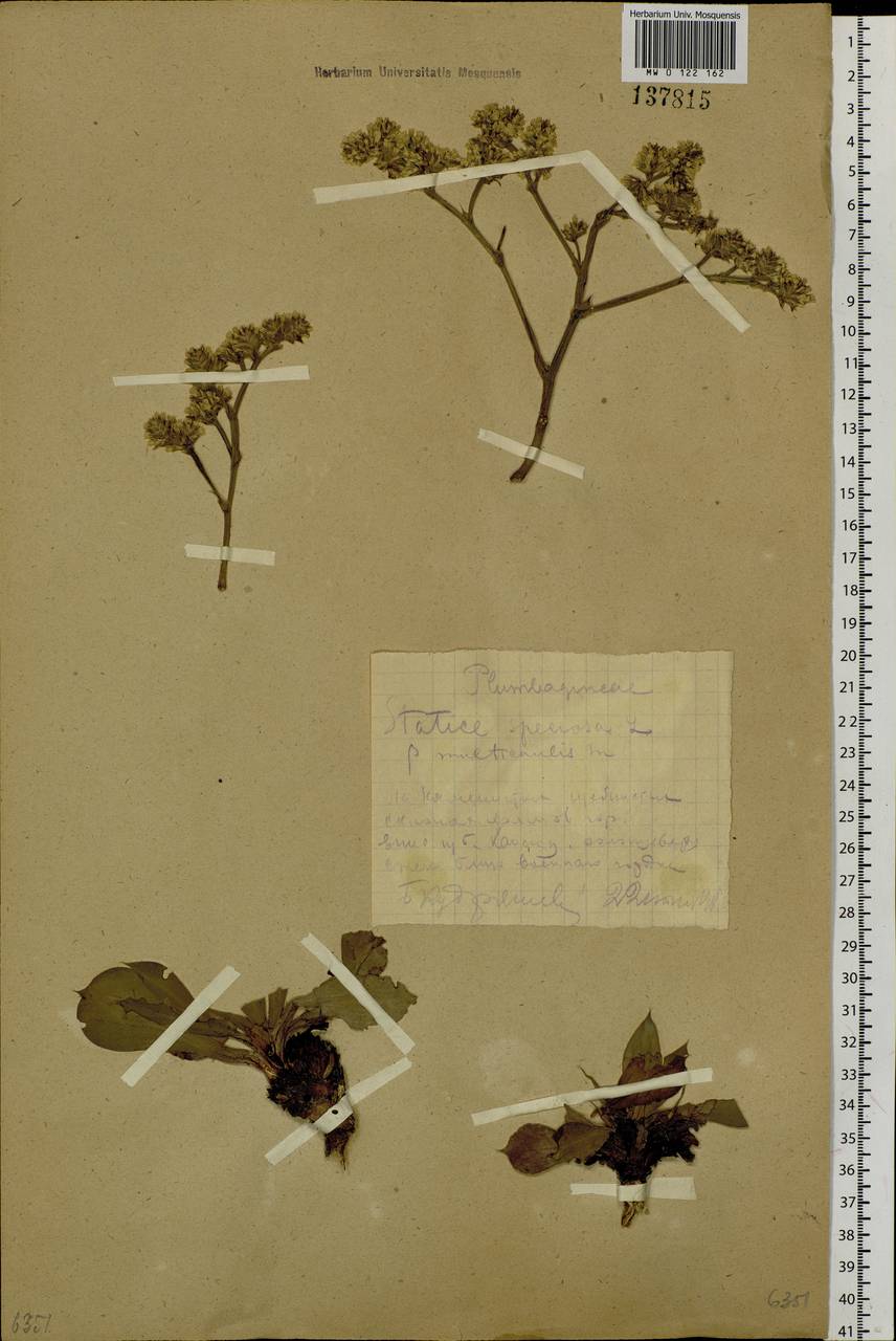 Гониолимон красивый (L.) Boiss., Сибирь, Центральная Сибирь (S3) (Россия)
