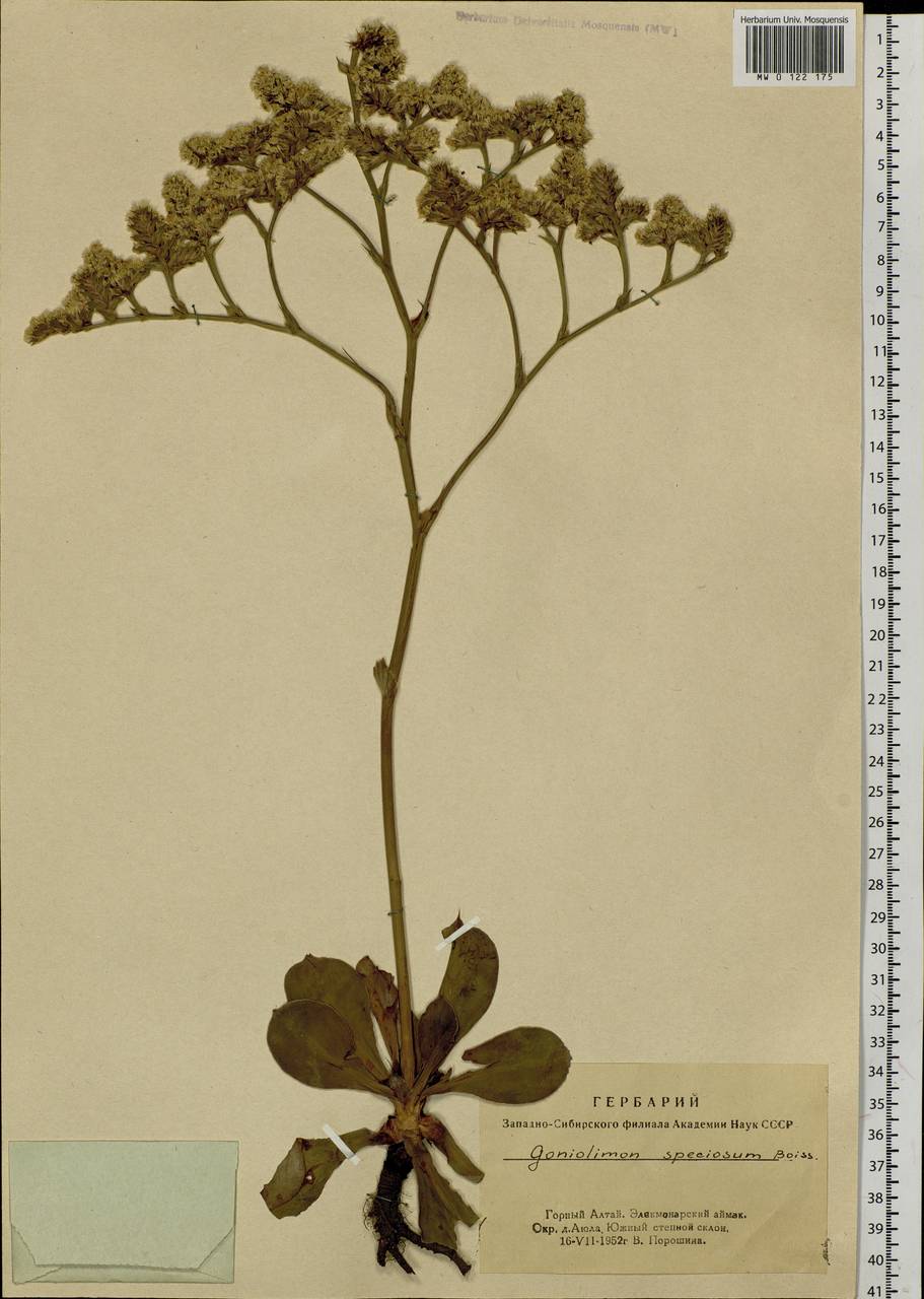 Гониолимон красивый (L.) Boiss., Сибирь, Алтай и Саяны (S2) (Россия)
