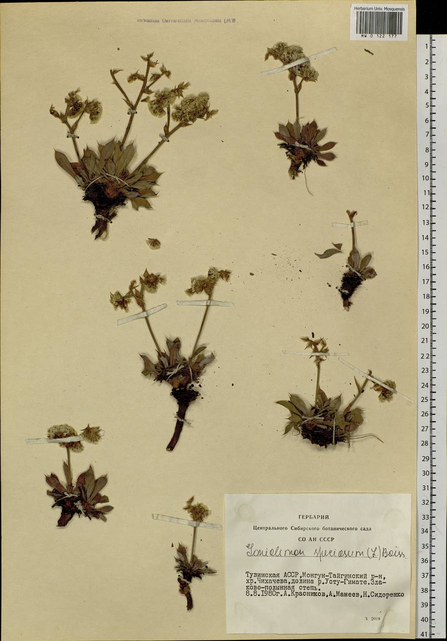 Гониолимон красивый (L.) Boiss., Сибирь, Алтай и Саяны (S2) (Россия)