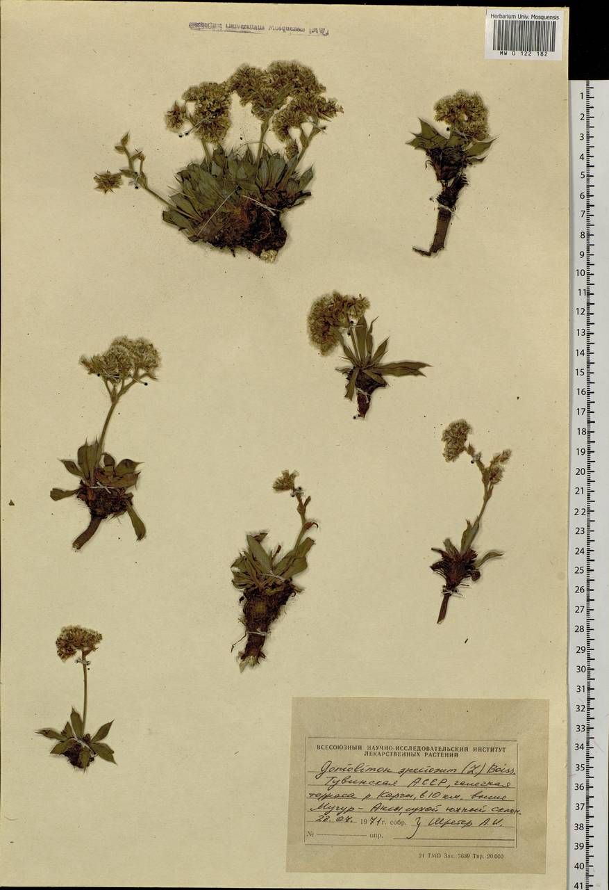 Гониолимон красивый (L.) Boiss., Сибирь, Алтай и Саяны (S2) (Россия)