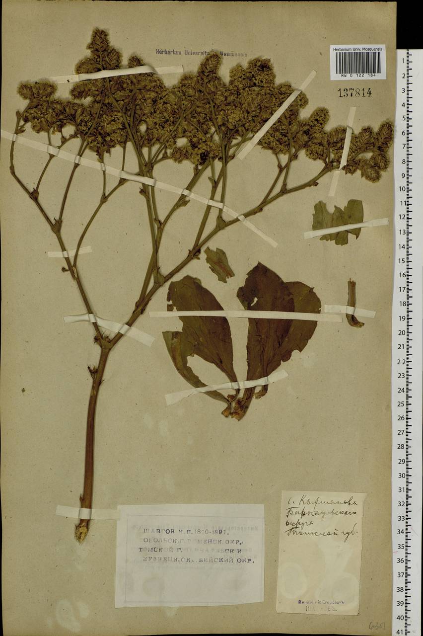 Гониолимон красивый (L.) Boiss., Сибирь, Алтай и Саяны (S2) (Россия)