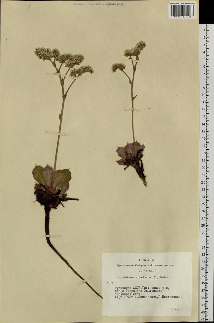 Гониолимон красивый (L.) Boiss., Сибирь, Алтай и Саяны (S2) (Россия)
