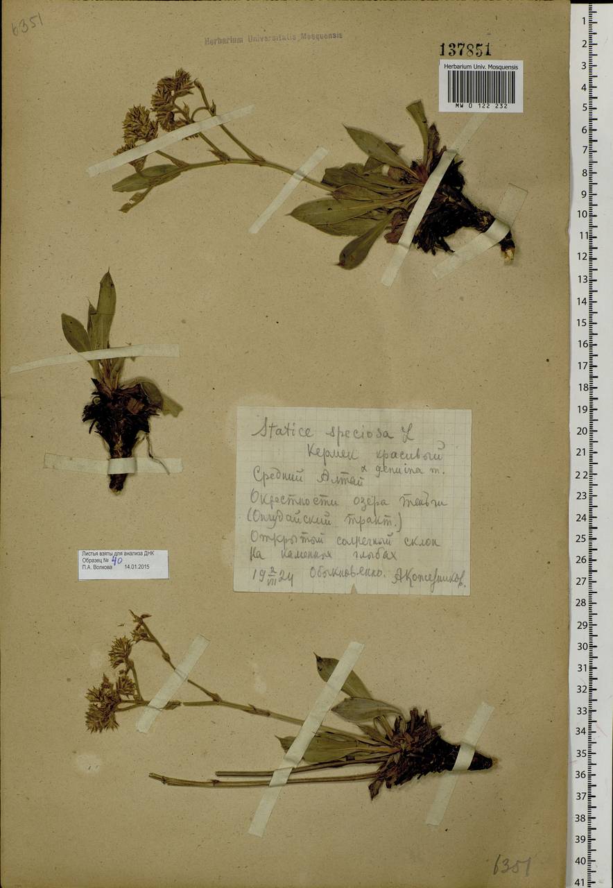 Гониолимон красивый (L.) Boiss., Сибирь, Алтай и Саяны (S2) (Россия)