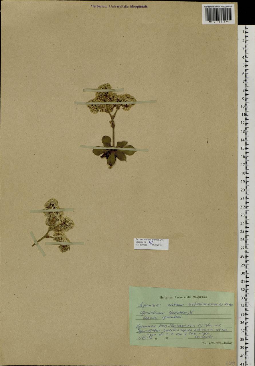 Гониолимон красивый (L.) Boiss., Сибирь, Алтай и Саяны (S2) (Россия)