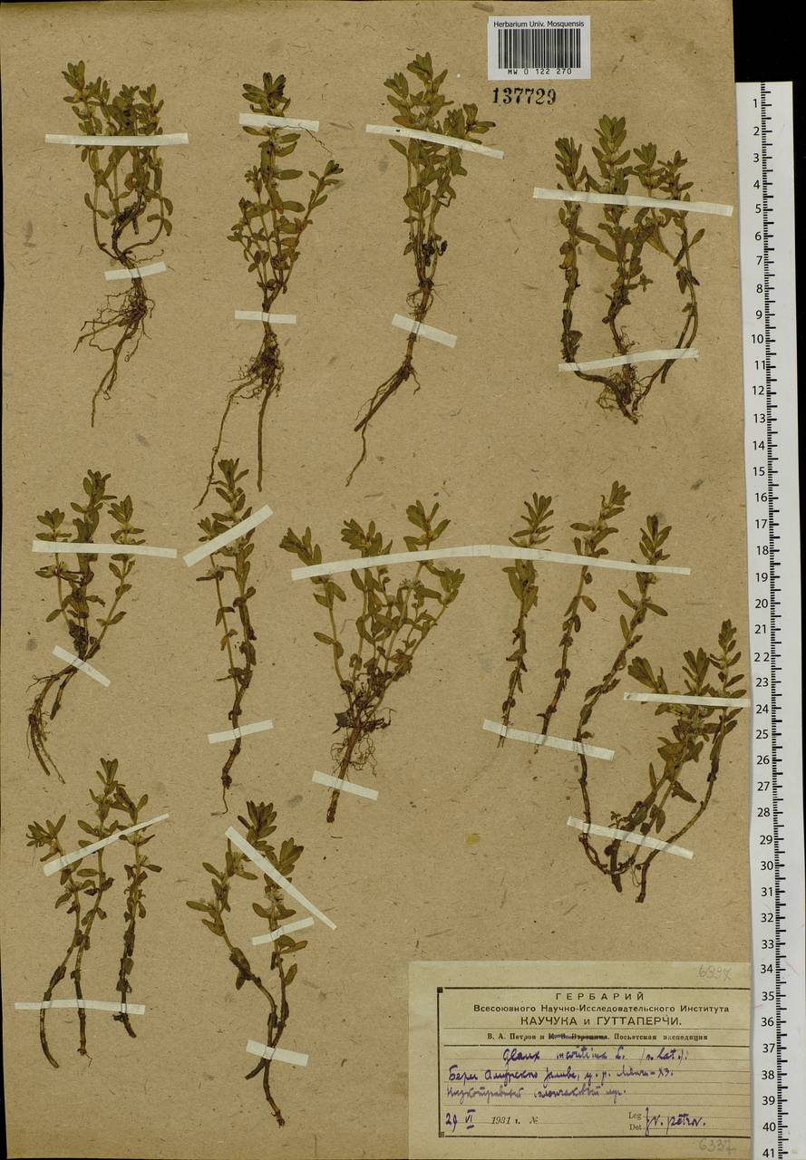 Lysimachia maritima (L.) Galasso, Banfi & Soldano, Сибирь, Дальний Восток (S6) (Россия)