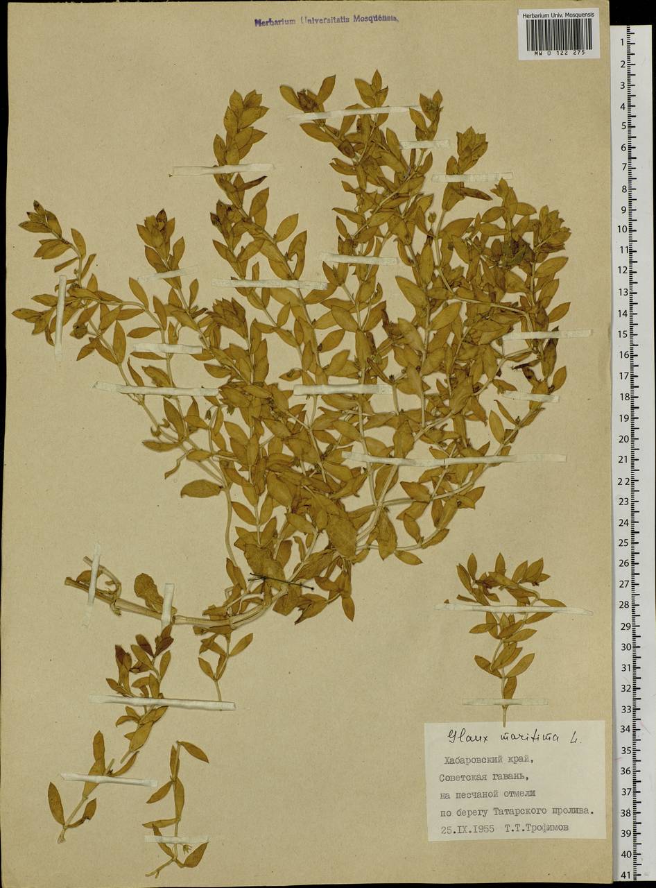 Lysimachia maritima (L.) Galasso, Banfi & Soldano, Сибирь, Дальний Восток (S6) (Россия)