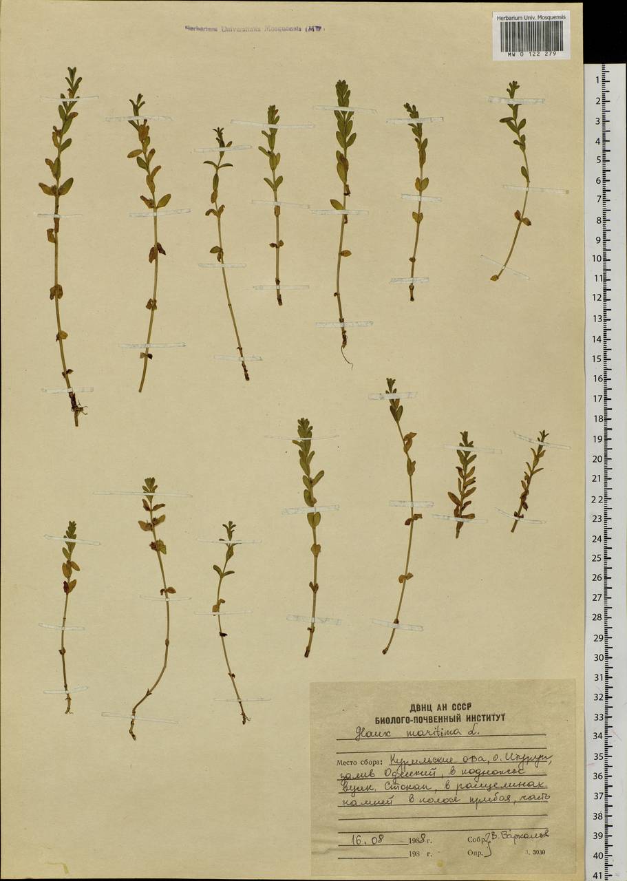 Lysimachia maritima (L.) Galasso, Banfi & Soldano, Сибирь, Дальний Восток (S6) (Россия)