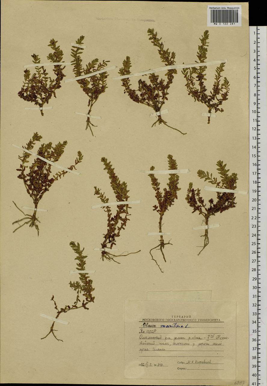 Lysimachia maritima (L.) Galasso, Banfi & Soldano, Сибирь, Якутия (S5) (Россия)