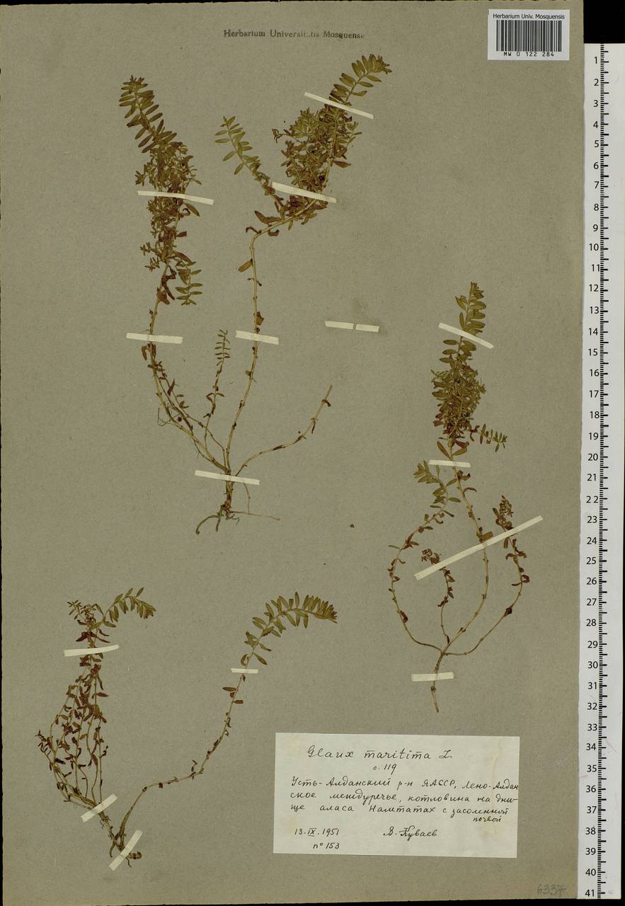 Lysimachia maritima (L.) Galasso, Banfi & Soldano, Сибирь, Якутия (S5) (Россия)