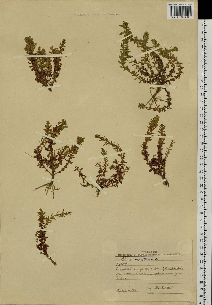 Lysimachia maritima (L.) Galasso, Banfi & Soldano, Сибирь, Якутия (S5) (Россия)