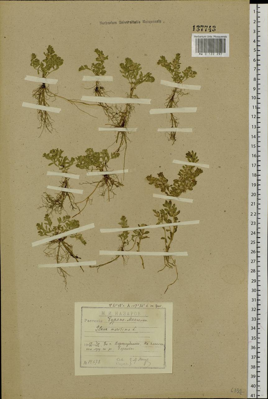 Lysimachia maritima (L.) Galasso, Banfi & Soldano, Сибирь, Прибайкалье и Забайкалье (S4) (Россия)
