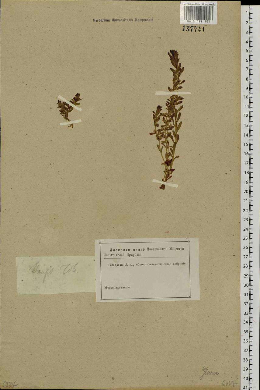 Lysimachia maritima (L.) Galasso, Banfi & Soldano, Сибирь, Западная Сибирь (S1) (Россия)