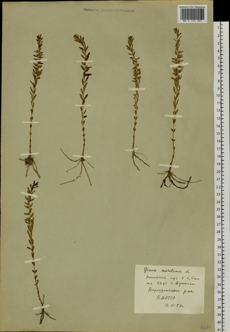 Lysimachia maritima (L.) Galasso, Banfi & Soldano, Сибирь, Прибайкалье и Забайкалье (S4) (Россия)