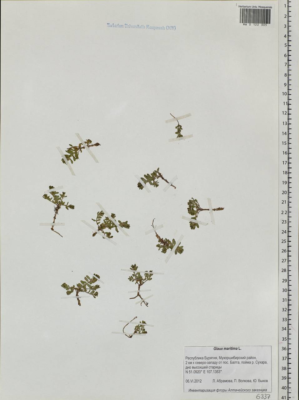 Lysimachia maritima (L.) Galasso, Banfi & Soldano, Сибирь, Прибайкалье и Забайкалье (S4) (Россия)