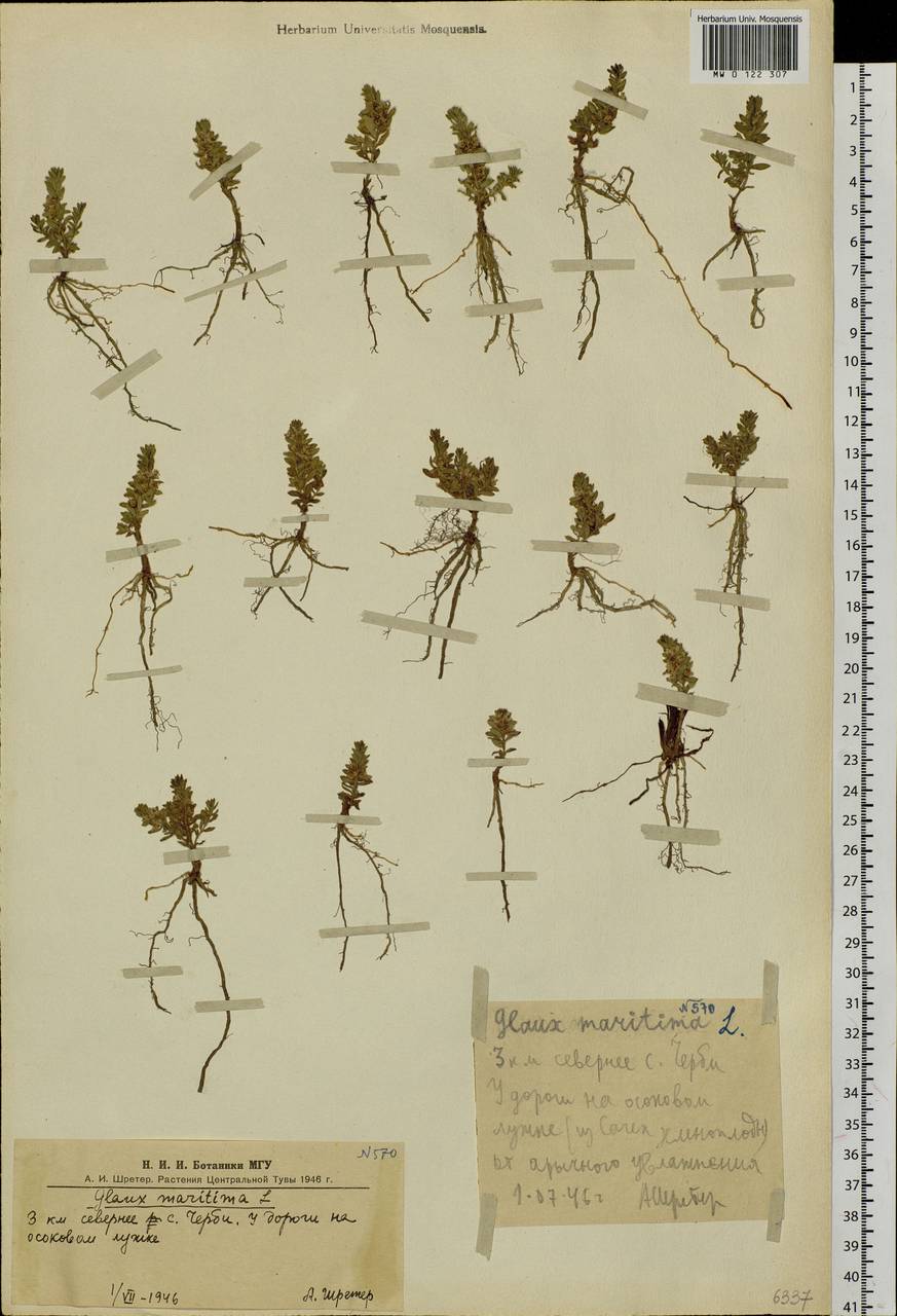 Lysimachia maritima (L.) Galasso, Banfi & Soldano, Сибирь, Алтай и Саяны (S2) (Россия)