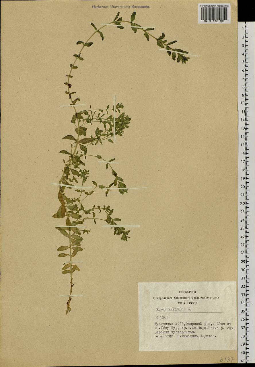 Lysimachia maritima (L.) Galasso, Banfi & Soldano, Сибирь, Алтай и Саяны (S2) (Россия)