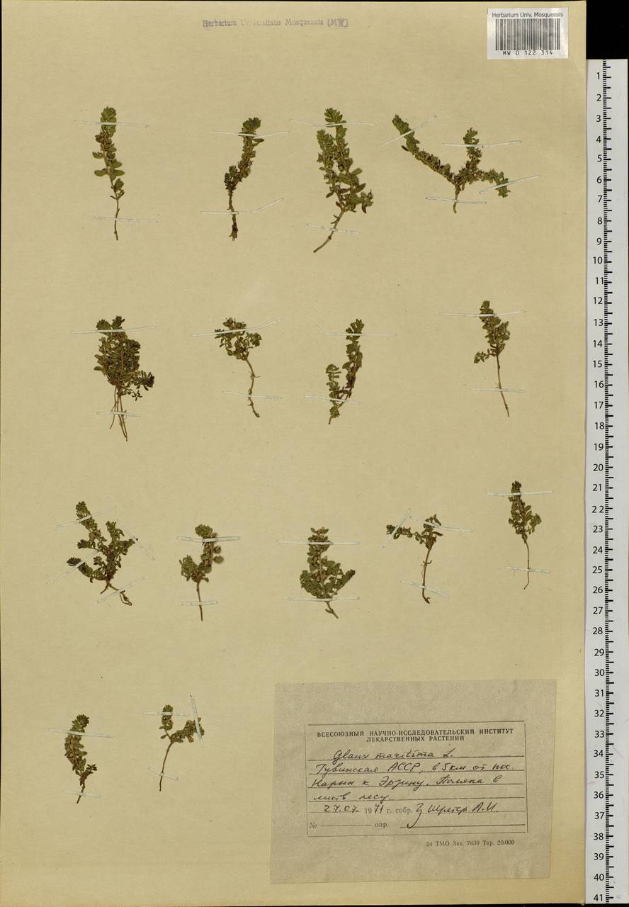 Lysimachia maritima (L.) Galasso, Banfi & Soldano, Сибирь, Алтай и Саяны (S2) (Россия)