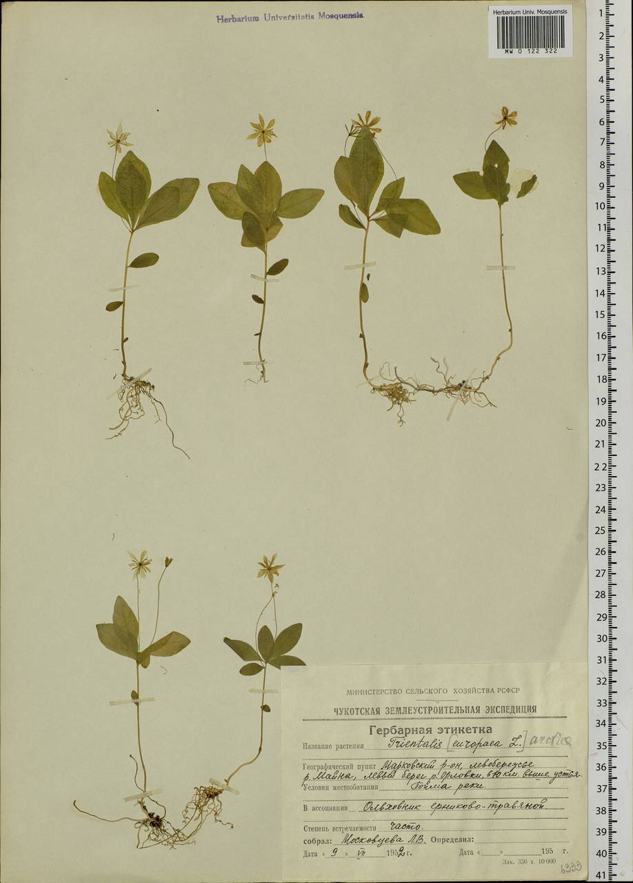 Lysimachia europaea var. arctica (Fisch. ex Hook.), Сибирь, Чукотка и Камчатка (S7) (Россия)