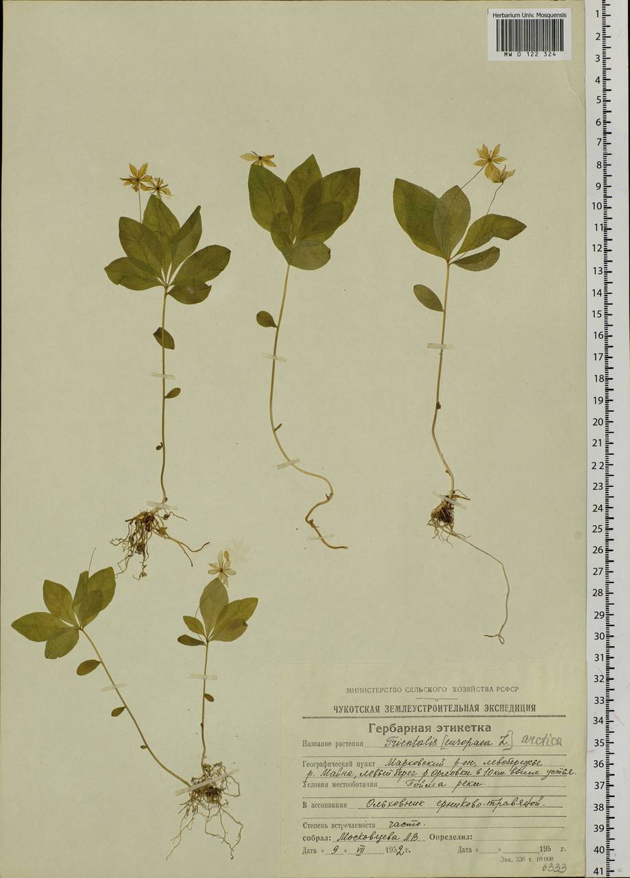Lysimachia europaea var. arctica (Fisch. ex Hook.), Сибирь, Чукотка и Камчатка (S7) (Россия)