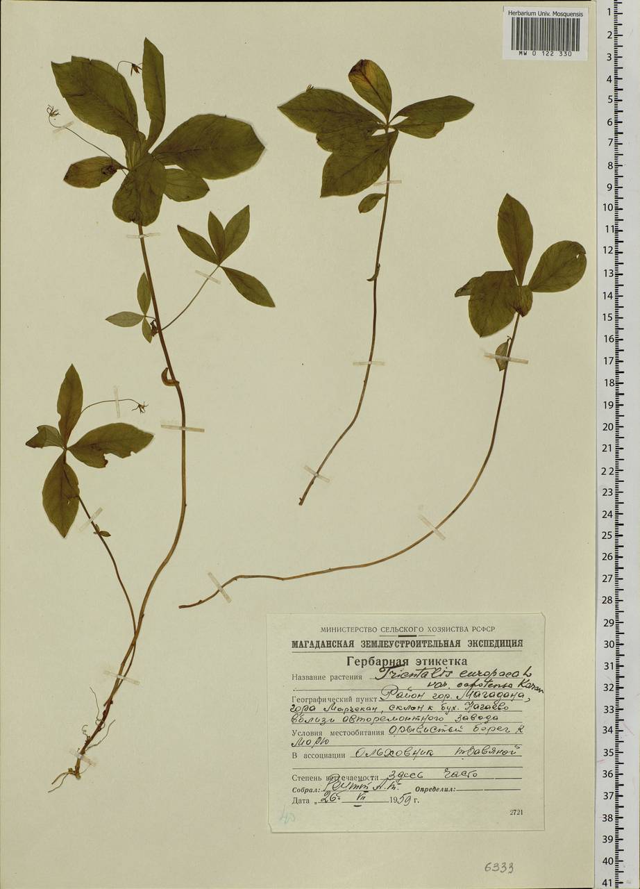 Седмичник европейский (L.) U. Manns & Anderb., Сибирь, Чукотка и Камчатка (S7) (Россия)
