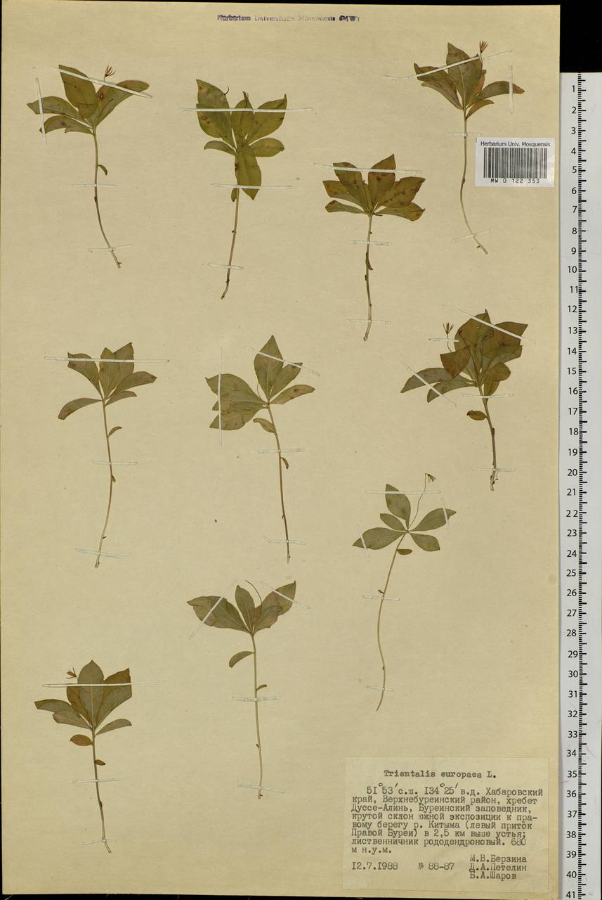 Седмичник европейский (L.) U. Manns & Anderb., Сибирь, Дальний Восток (S6) (Россия)