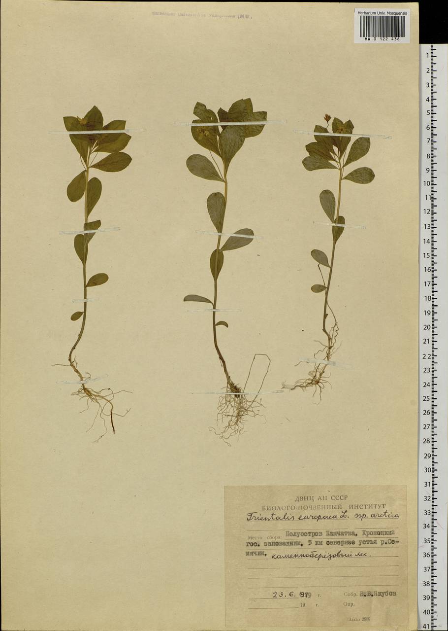 Lysimachia europaea var. arctica (Fisch. ex Hook.), Сибирь, Чукотка и Камчатка (S7) (Россия)