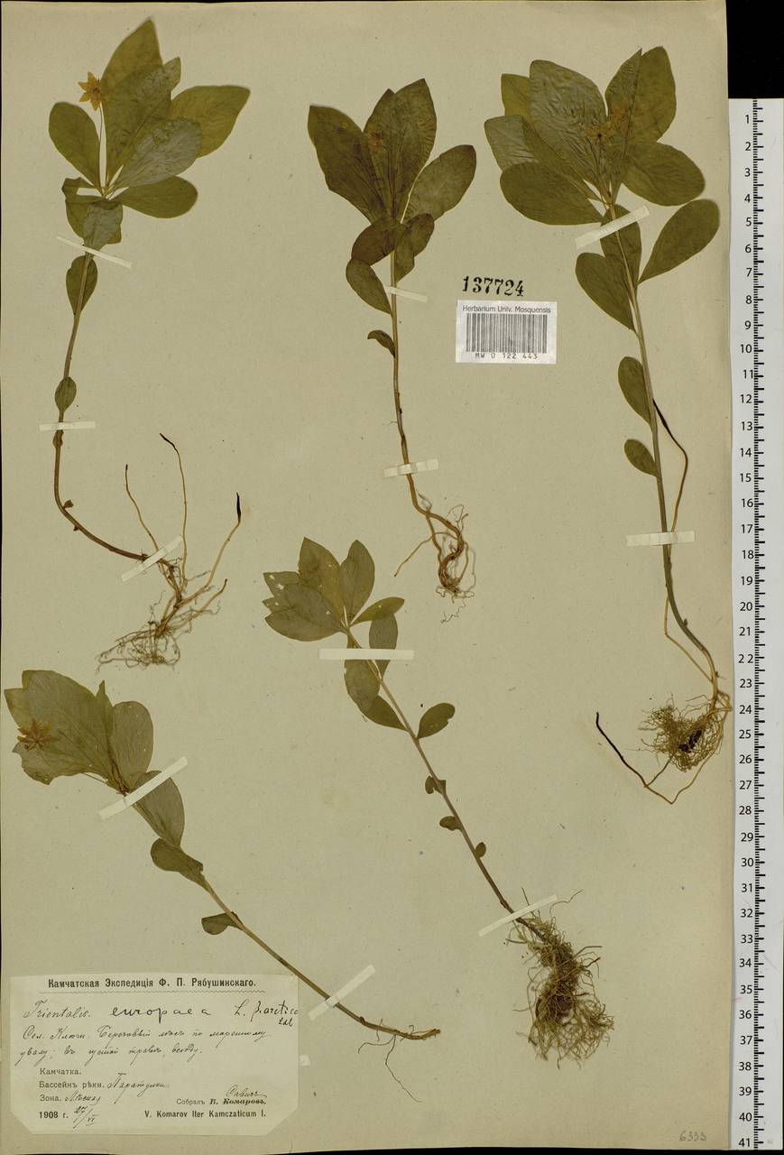 Lysimachia europaea var. arctica (Fisch. ex Hook.), Сибирь, Чукотка и Камчатка (S7) (Россия)