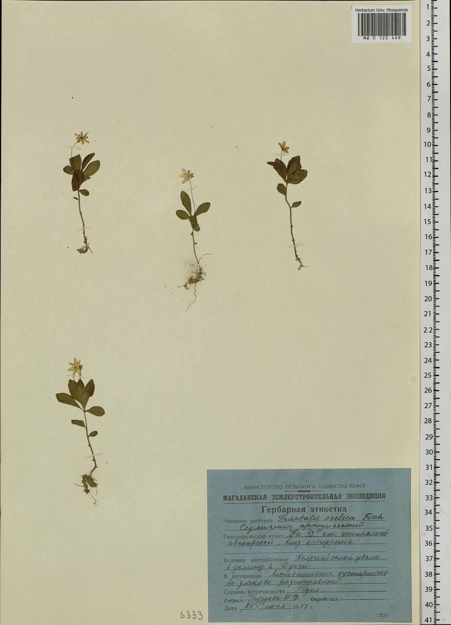 Lysimachia europaea var. arctica (Fisch. ex Hook.), Сибирь, Чукотка и Камчатка (S7) (Россия)