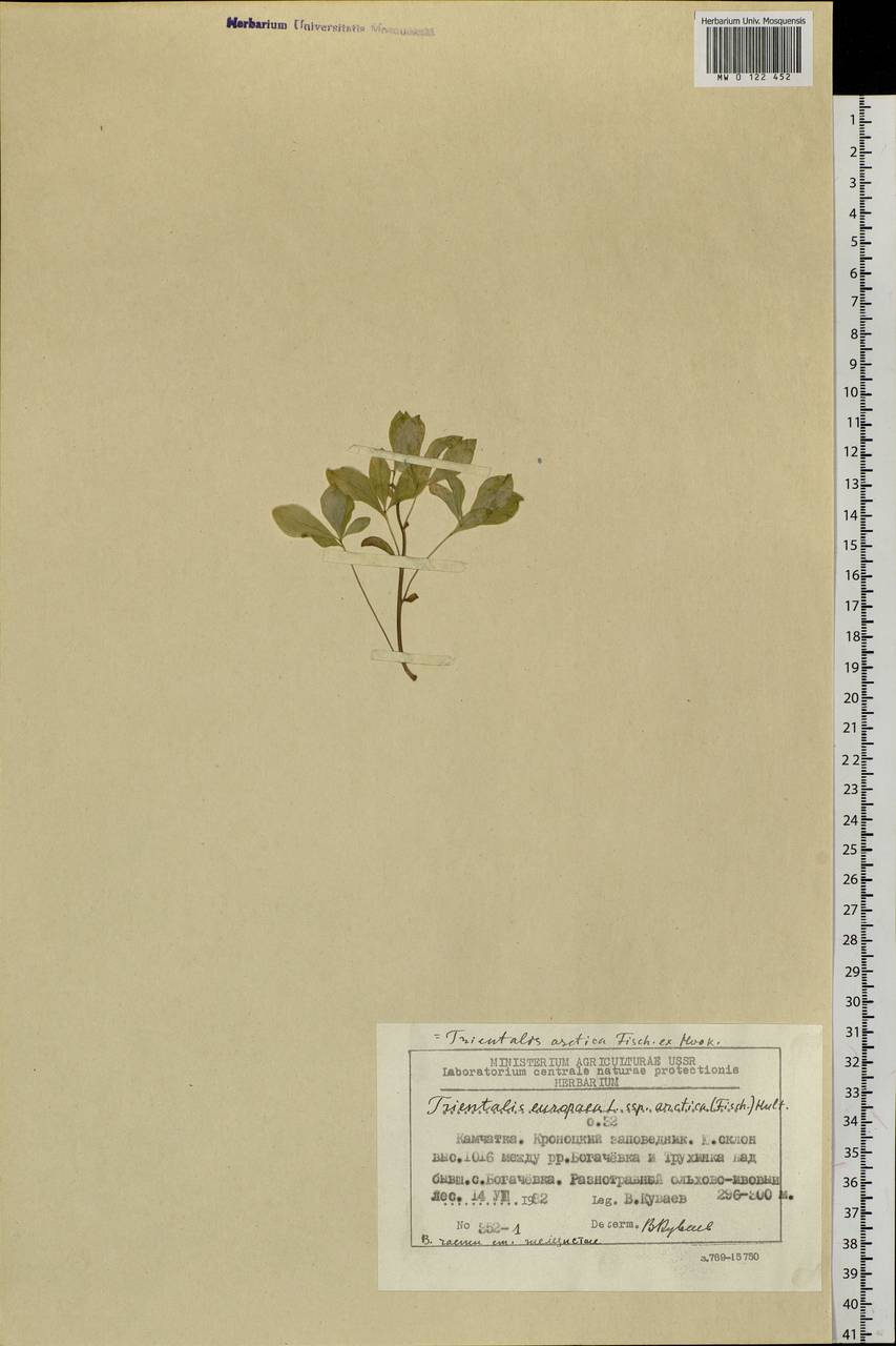 Lysimachia europaea var. arctica (Fisch. ex Hook.), Сибирь, Чукотка и Камчатка (S7) (Россия)