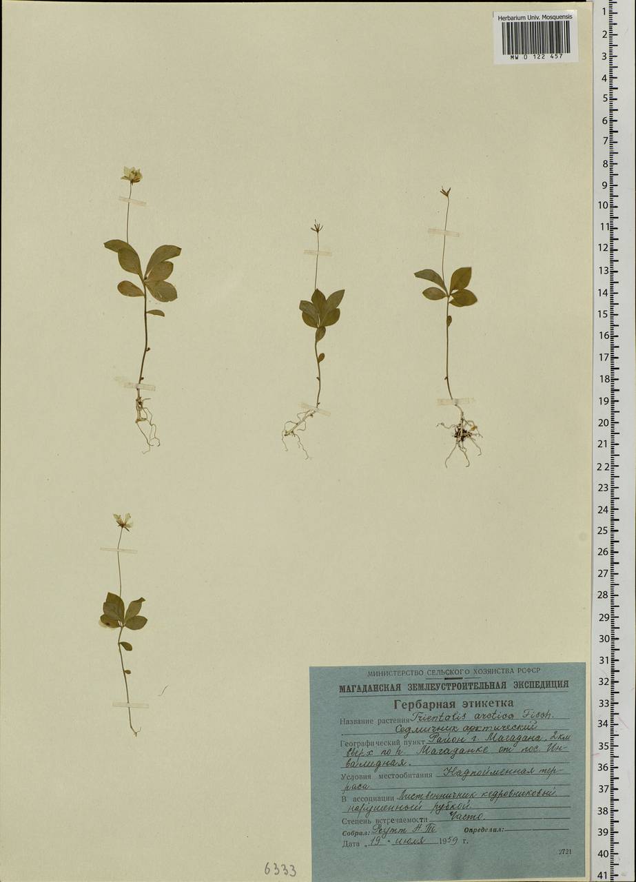 Lysimachia europaea var. arctica (Fisch. ex Hook.), Сибирь, Чукотка и Камчатка (S7) (Россия)