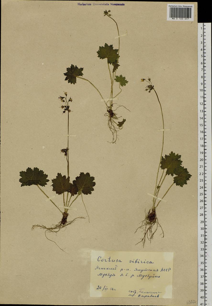 Primula matthioli subsp. sibirica (Andrz. ex Besser) Kovt., Сибирь, Якутия (S5) (Россия)