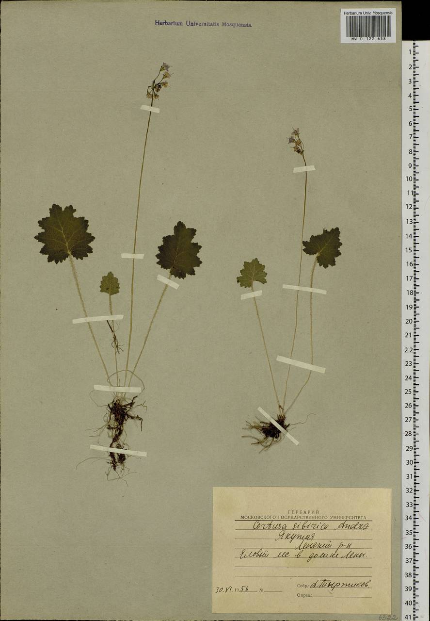 Primula matthioli subsp. sibirica (Andrz. ex Besser) Kovt., Сибирь, Якутия (S5) (Россия)