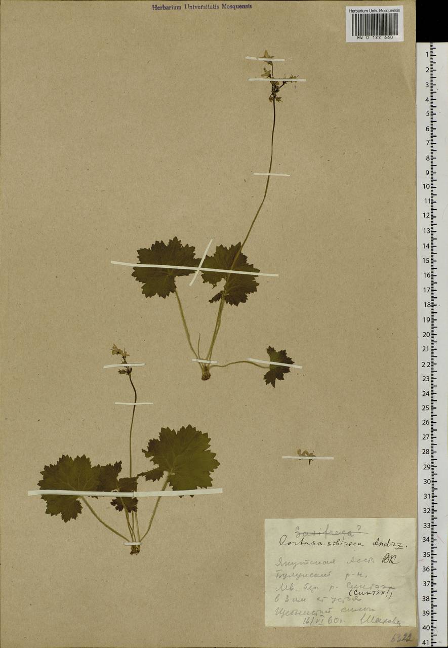 Primula matthioli subsp. sibirica (Andrz. ex Besser) Kovt., Сибирь, Якутия (S5) (Россия)