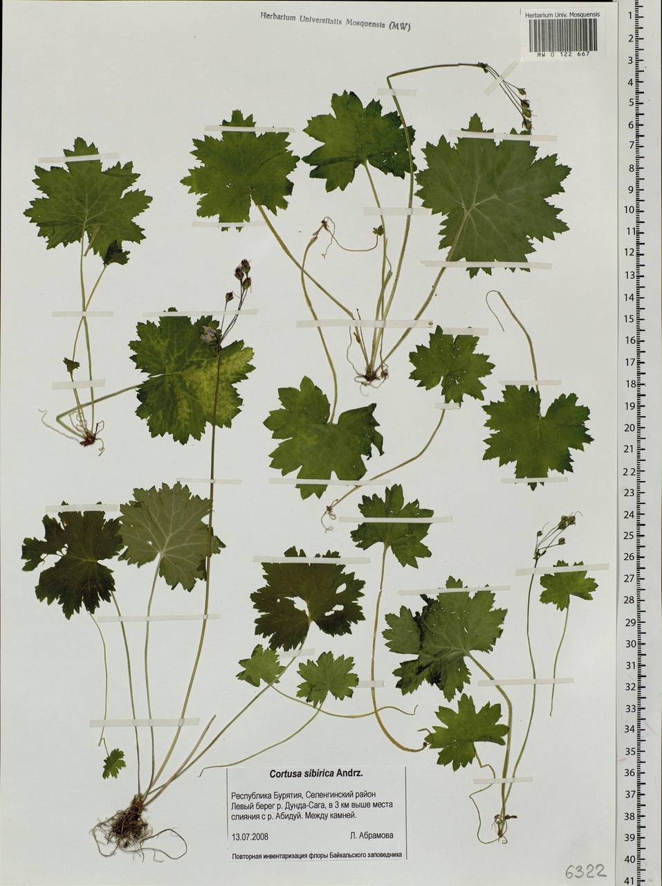Primula matthioli subsp. sibirica (Andrz. ex Besser) Kovt., Сибирь, Прибайкалье и Забайкалье (S4) (Россия)
