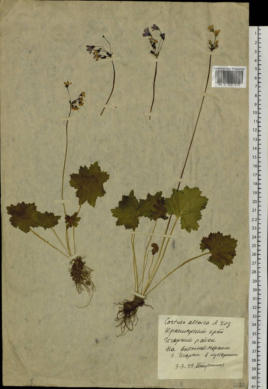 Primula matthioli subsp. sibirica (Andrz. ex Besser) Kovt., Сибирь, Центральная Сибирь (S3) (Россия)