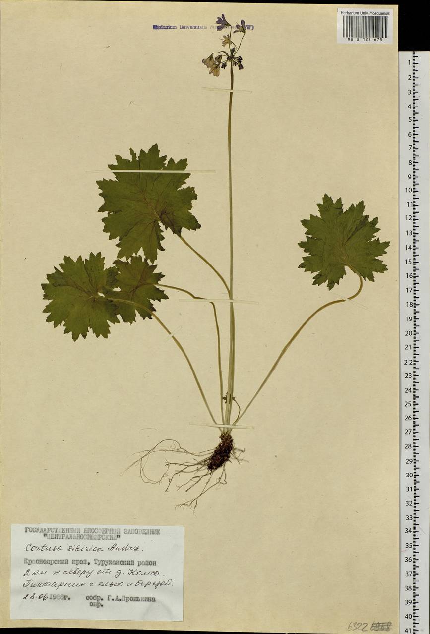 Primula matthioli subsp. sibirica (Andrz. ex Besser) Kovt., Сибирь, Центральная Сибирь (S3) (Россия)