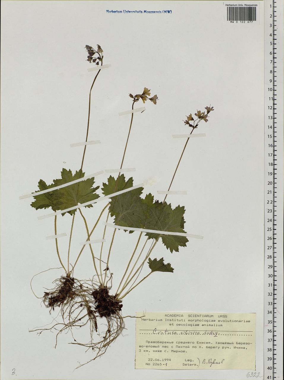Primula matthioli subsp. sibirica (Andrz. ex Besser) Kovt., Сибирь, Центральная Сибирь (S3) (Россия)