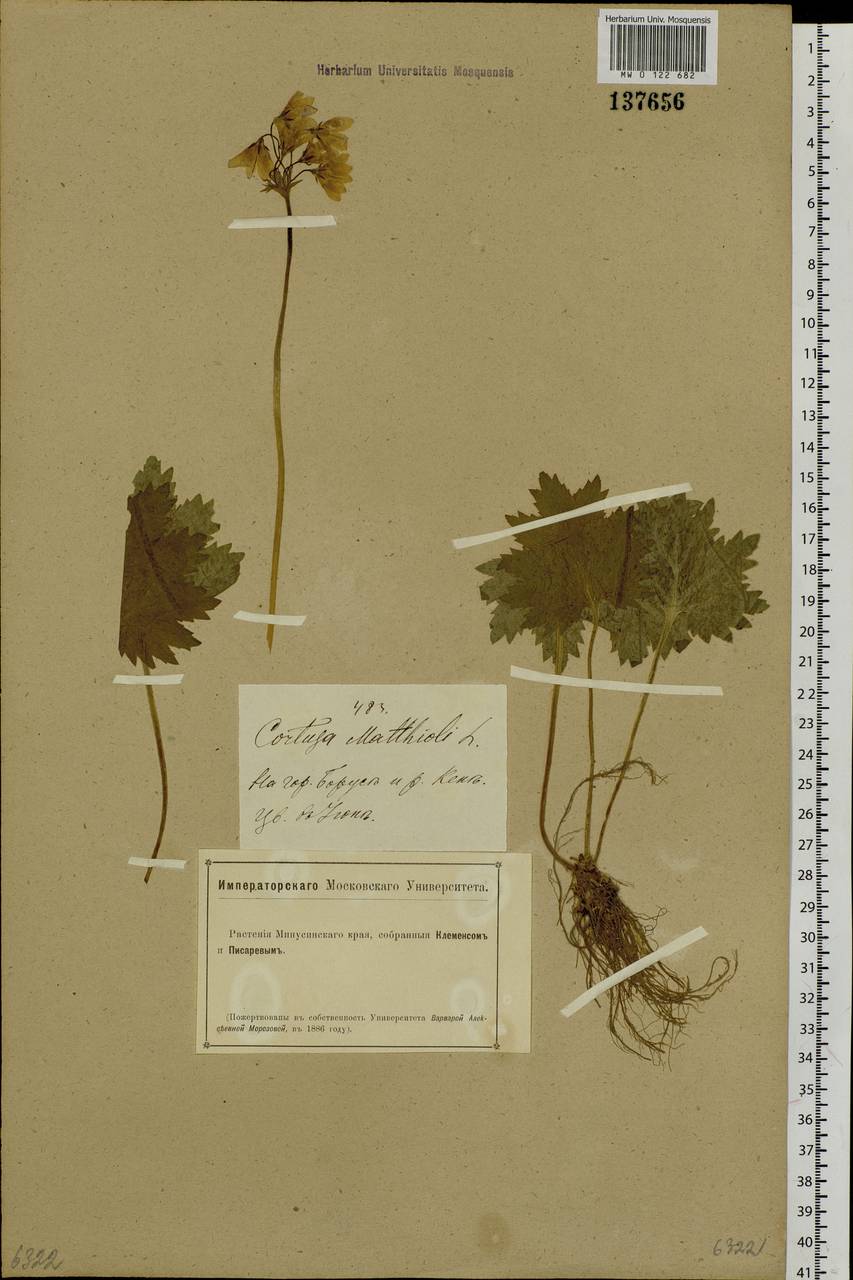 Primula matthioli subsp. sibirica (Andrz. ex Besser) Kovt., Сибирь, Алтай и Саяны (S2) (Россия)