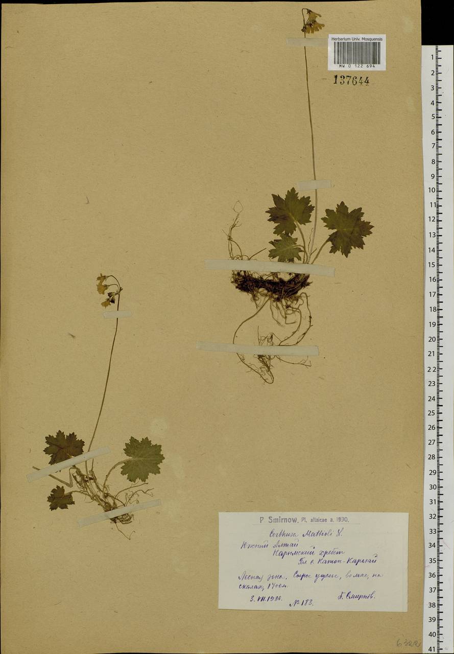 Primula matthioli subsp. matthioli, Сибирь, Западный (Казахстанский) Алтай (S2a) (Казахстан)