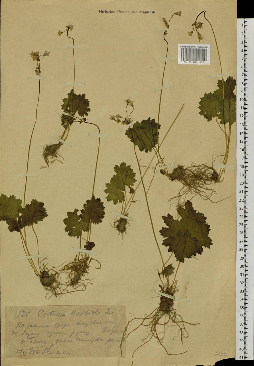 Primula matthioli subsp. matthioli, Сибирь, Западный (Казахстанский) Алтай (S2a) (Казахстан)