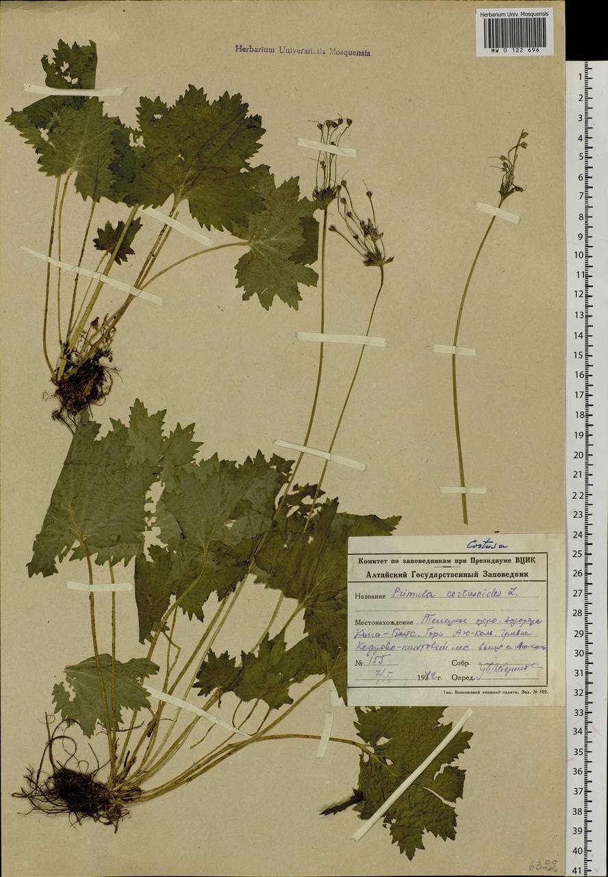 Primula matthioli subsp. matthioli, Сибирь, Алтай и Саяны (S2) (Россия)