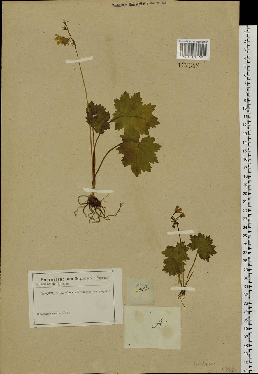 Primula matthioli subsp. matthioli, Сибирь, Алтай и Саяны (S2) (Россия)