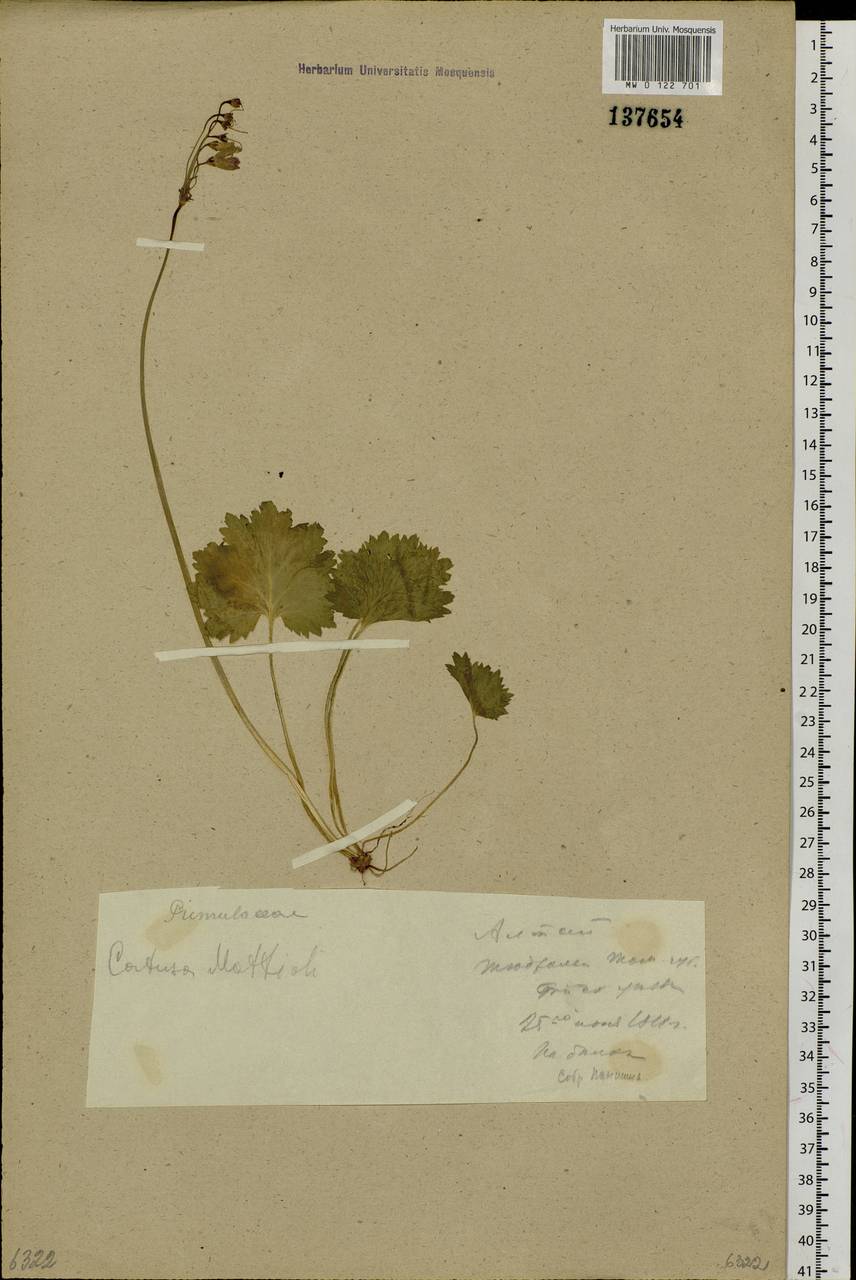Primula matthioli subsp. matthioli, Сибирь, Алтай и Саяны (S2) (Россия)