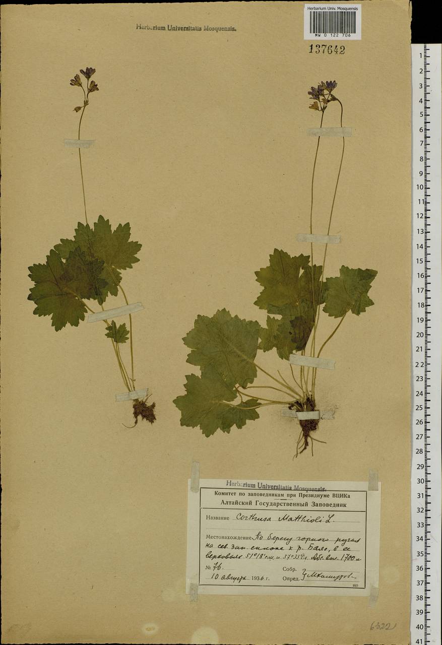 Primula matthioli subsp. matthioli, Сибирь, Алтай и Саяны (S2) (Россия)