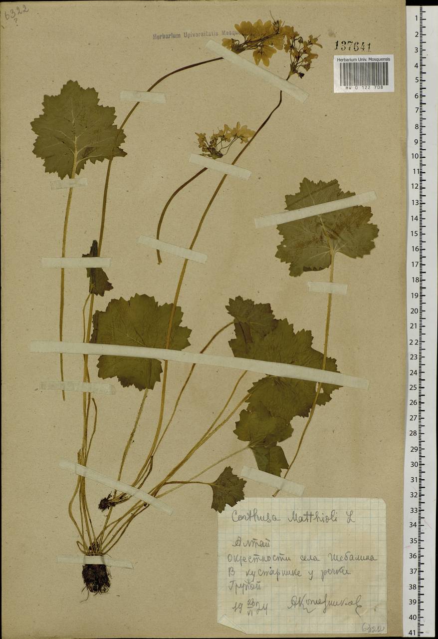 Primula matthioli subsp. matthioli, Сибирь, Алтай и Саяны (S2) (Россия)